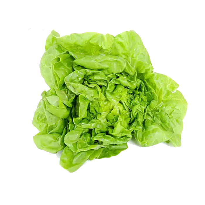 kisspng-romaine-lettuce-cream-vegetable-milk-european-cuis-free-milk-cabbage-pull-material-5a7054e03437a6.1137455615173112002139